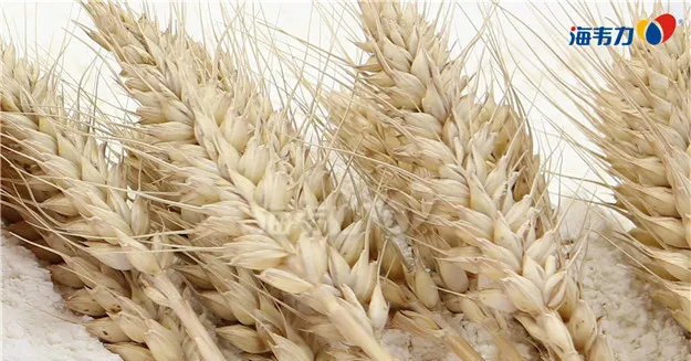 小麦种植分区的介绍