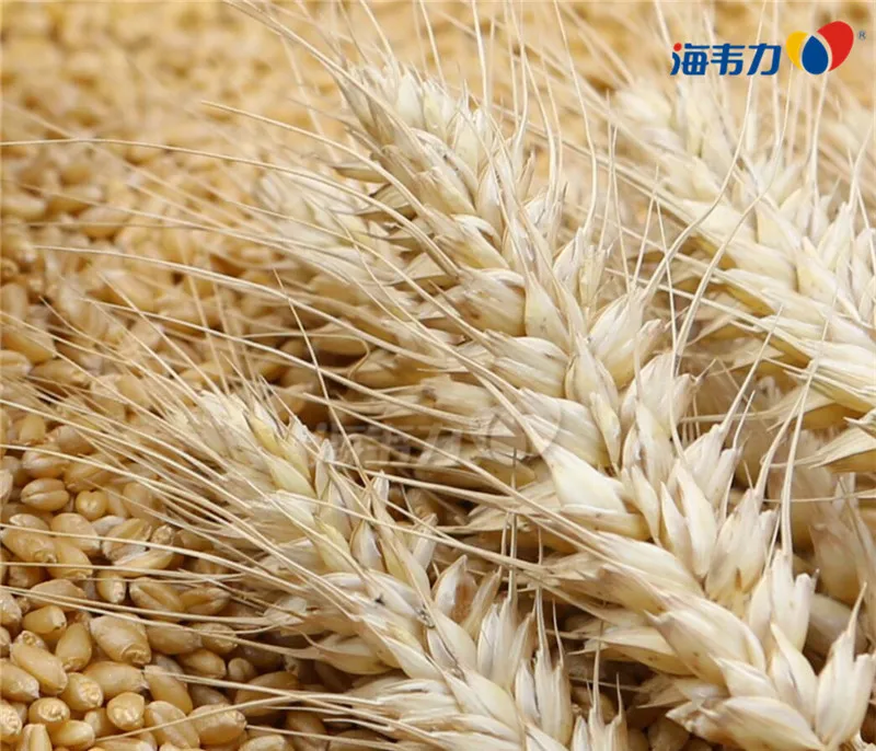 麦面粉品质对面条加工的影响,麦面粉是什么