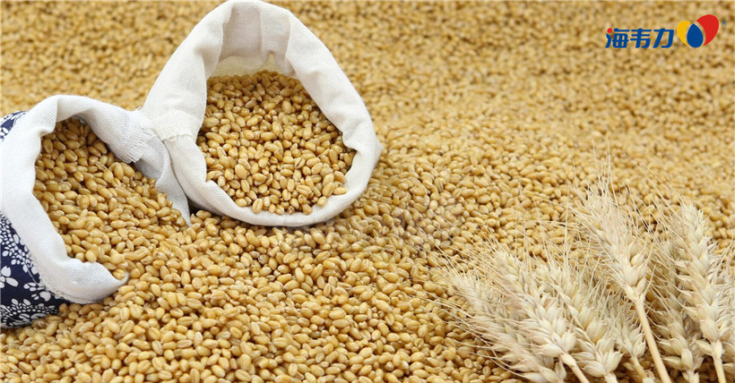 小麦面粉麸皮价格