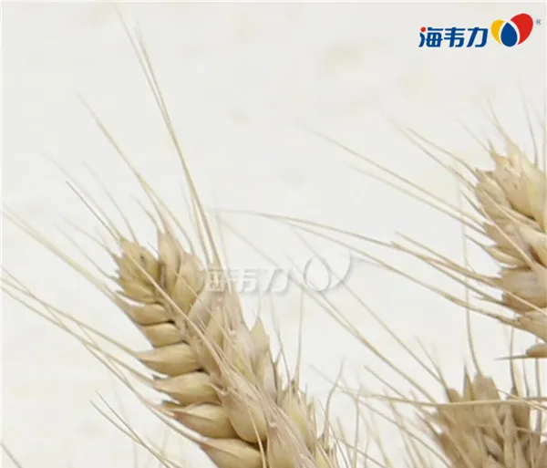 入磨净麦,网筛