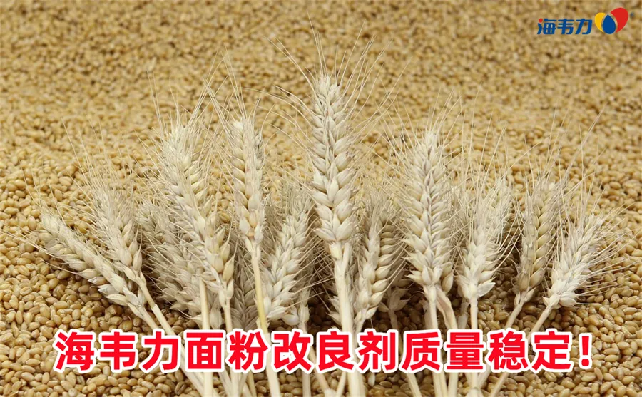 小麦麸皮制取植酸酶