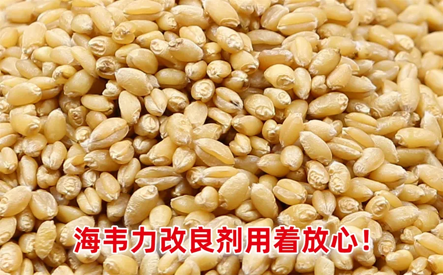 韧性饼干的感官鉴定