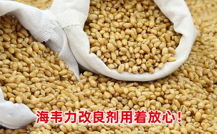 海韦力馒头粉改良剂,面粉的灰分说明