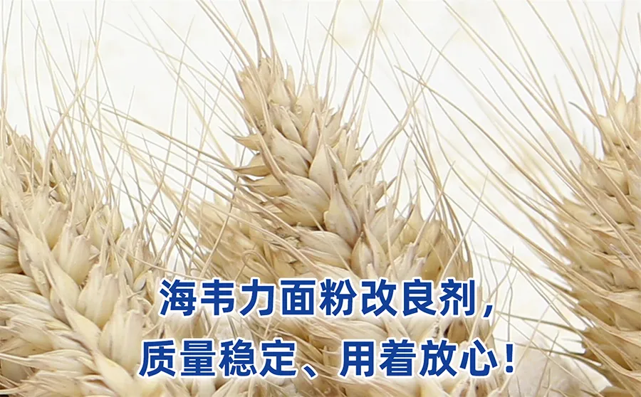 海韦力馒头粉改良剂,小麦的品种对麦胚提取的影响