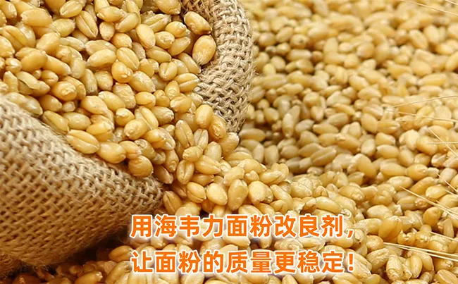 芽麦面粉的改善方法,发芽小麦